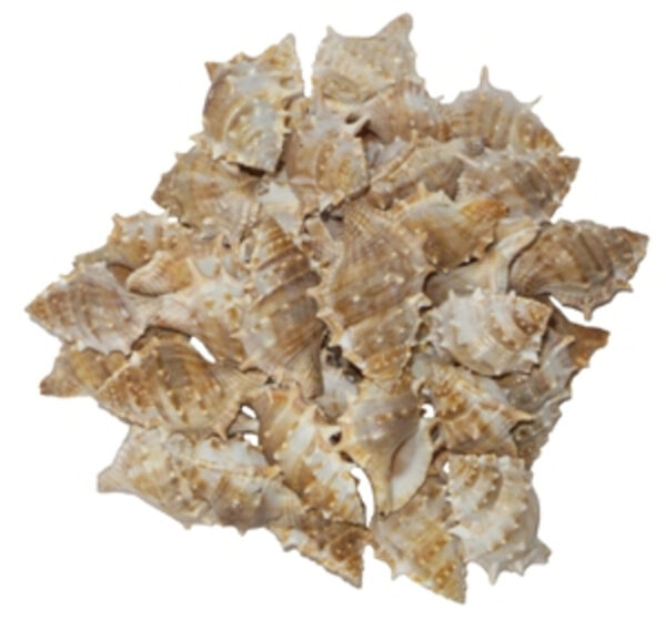 Dye murex shells
