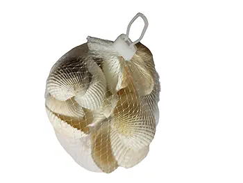 Sea shells