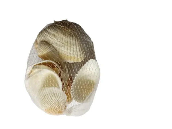 Sea shells - Image 2