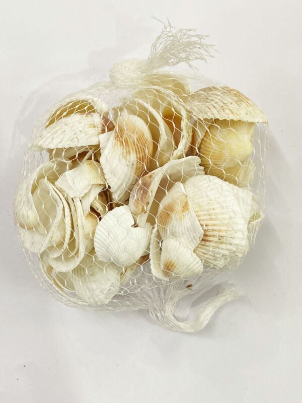 Sea shells in more quantity