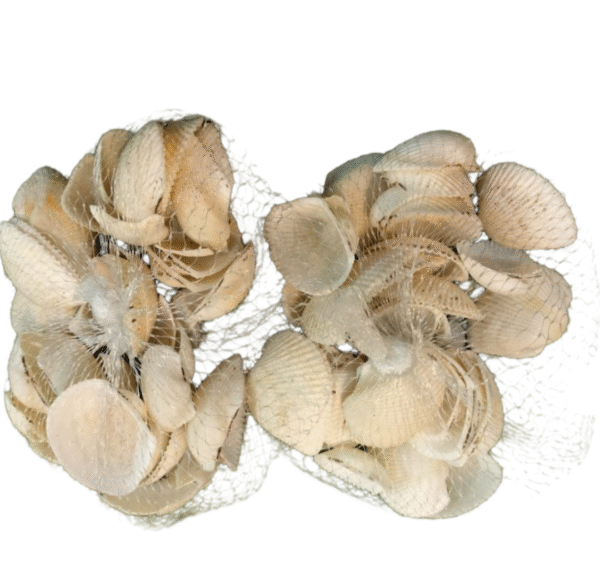 Sea shells in more quantity - Image 2