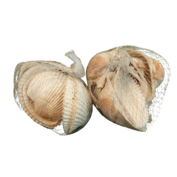 Sea shells - Image 3