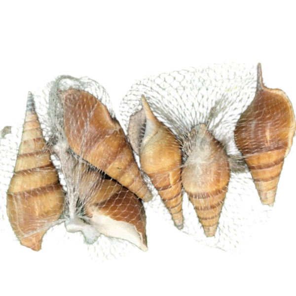 Tower shells - Image 2
