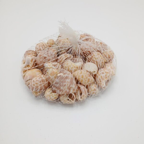 Sea snail shells